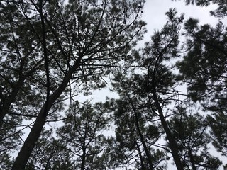 tree in the sky