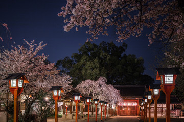 京都府 平野神社 魁桜