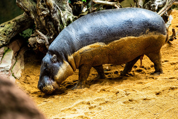 Single Pygmy Hippo