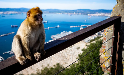Gibraltar Barbary Ape