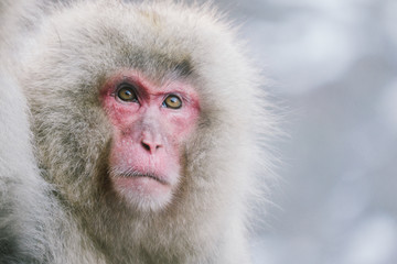 Portrait Of Japanese Macaque Outdoors