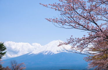 Fuji mountain with snow cap and cherry blossom branches 