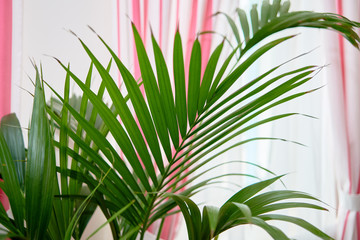 Exotic tropical palm leaves, copy space. Green leaves of palm plant at home. Exotic plant. Floral pattern