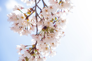 Cherry blossom branch under blue sky