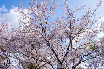 Fototapeta na wymiar Cherry blossom trees under blue sky