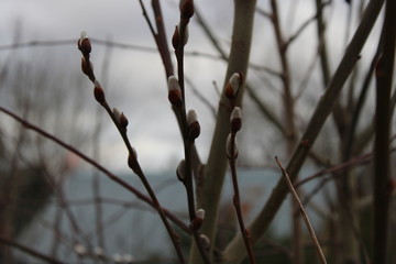 willow branches with early buds