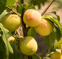 ripe peach weighs on a tree