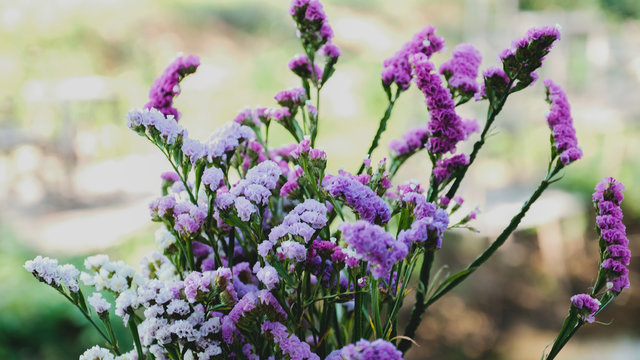 Picture of purple flowers on a natural background
