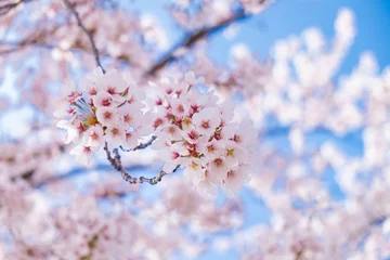 Schilderijen op glas Pink cherry blossom under blue sky © Phonpimon