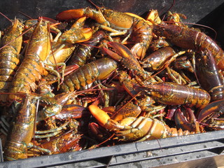 fresh lobster