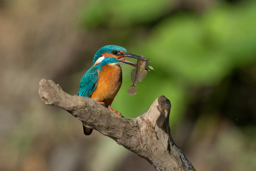 Eisvogel mit Fisch