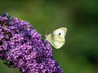 Pieris brassicae or Large white butterfly on Buddleja