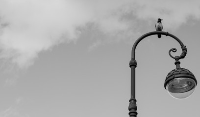 old street lamp and crow
