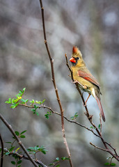 Northeern Cardinal along the nature trail in Pearland!