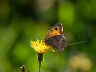 Obraz premium Meadow Brown Butterfly (Maniola jurtina)