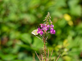 Pieris brassicae or Large white butterfly