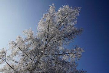 Eisig verschneite Bäume im Alpenvorland 