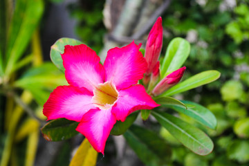 adenium obesum very beautiful and delicate flower