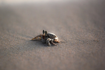 Small crab on the sand of an ocean beach