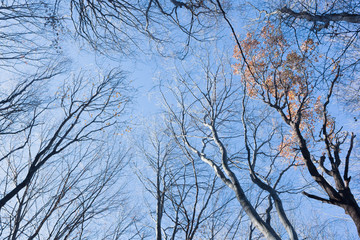 Branches of the trees under the blue sky, autumn in a sunny day
