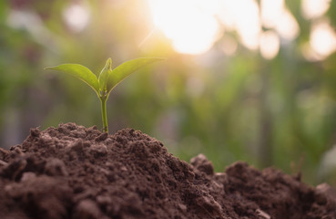 Growing plant,Young plant in the morning light on ground background, New life concept.Small plants on the ground in spring.fresh,seed,Photo fresh and Agriculture concept idea.