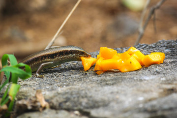 Lizard eats mango on a black rock