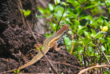 Butterfly Lizard on a black rock against a background of green foliage