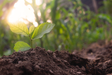 Growing plant,Young plant in the morning light on ground background, New life concept.Small plants on the ground in spring.fresh,seed,Photo fresh and Agriculture concept idea.