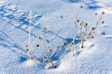 Dried meadow flowers and grasses are covered with ice and snow on a sunny winter day. Natural...