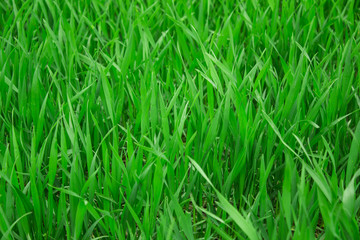 Glade with a dense juicy green grass