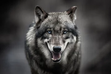 Fotobehang Enge donkergrijze wolf (Canis lupus) © szczepank