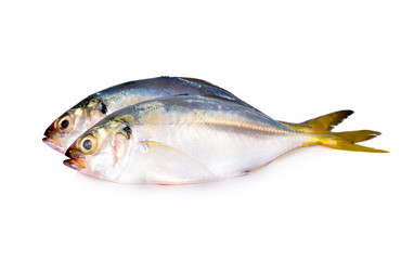 Fototapeta premium whole round fresh horse mackerel on white background