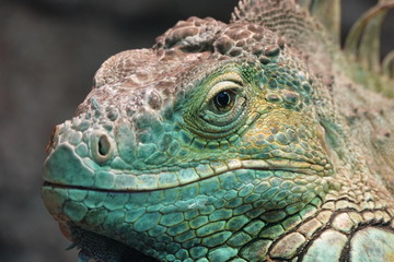Leguan
