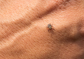Spring mite crawls a male hand close-up