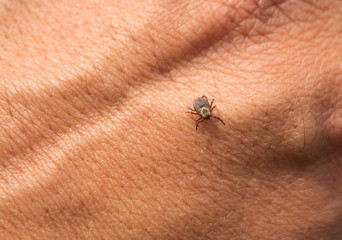 Spring mite crawls a male hand close-up