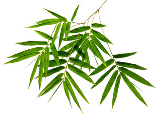 Bambusa leaf(Bamboo)tropical isolated on white background, top angle view,with clipping path.