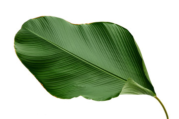Fototapeta premium Calathea lutea foliage,(Cigar Calathea, Cuban Cigar),Calathea leaf,Exotic tropical leaf, isolated on white background.