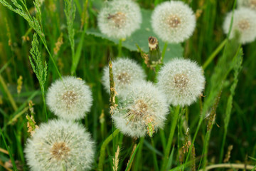 Fototapeta premium White dandelions on a background of grass closeup