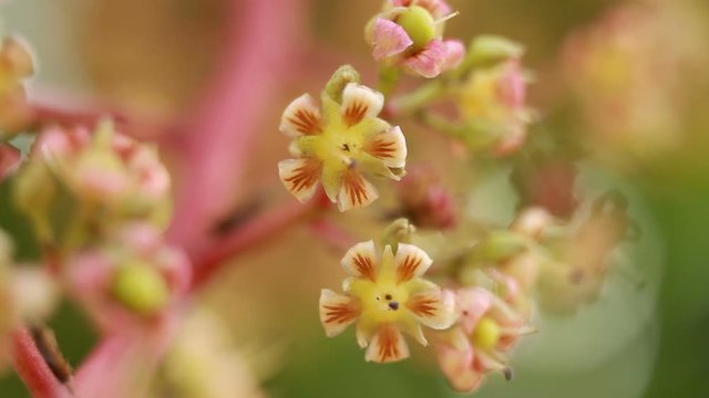Tidy mango gruit with small flowers on tree branch closeup