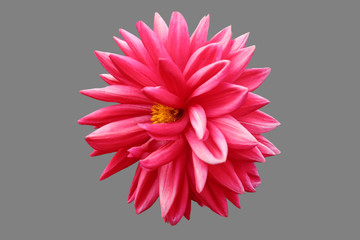 red flower isolated on white background
