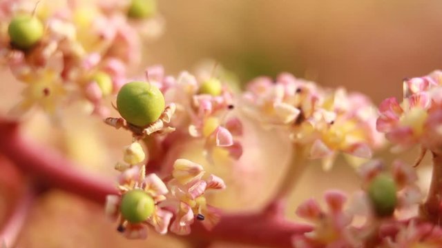 Mango flower with small mango fruit on tree flower branch, Success of growing mango with bio fertilizer