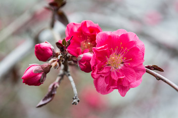 Peach Blossom