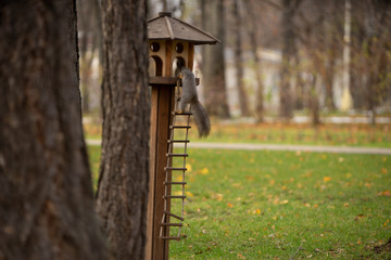 Squirrel on a tree