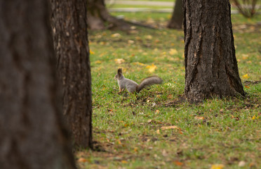 Squirrel in the grass