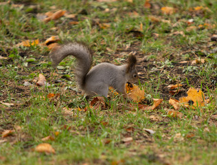 Squirrel in the grass