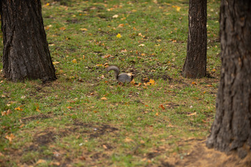 Squirrel in the grass