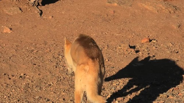 The dingo, Canis dingo, Canis dingo, a dog that is found in Australia, walks on the red rocky terrain of the Australian outback. Desert Park at Alice Springs in Northern Territory, Central Australia.