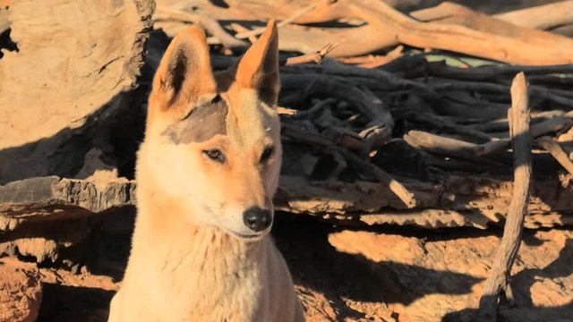 close up of a dingo dog , Canis dingo, Canis dingo, a wild dog that is found in Australia, on the red sand of Australian outback. Desert Park at Alice Springs in Northern Territory, Central Australia.