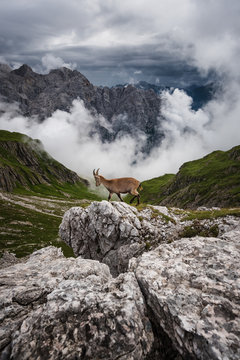 Stambecco incorniciato da nubi tempestose nei pressi del monte Duranno (Dolomiti Friulane).