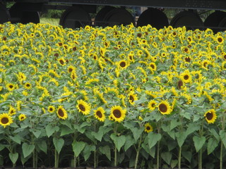 sunflowers